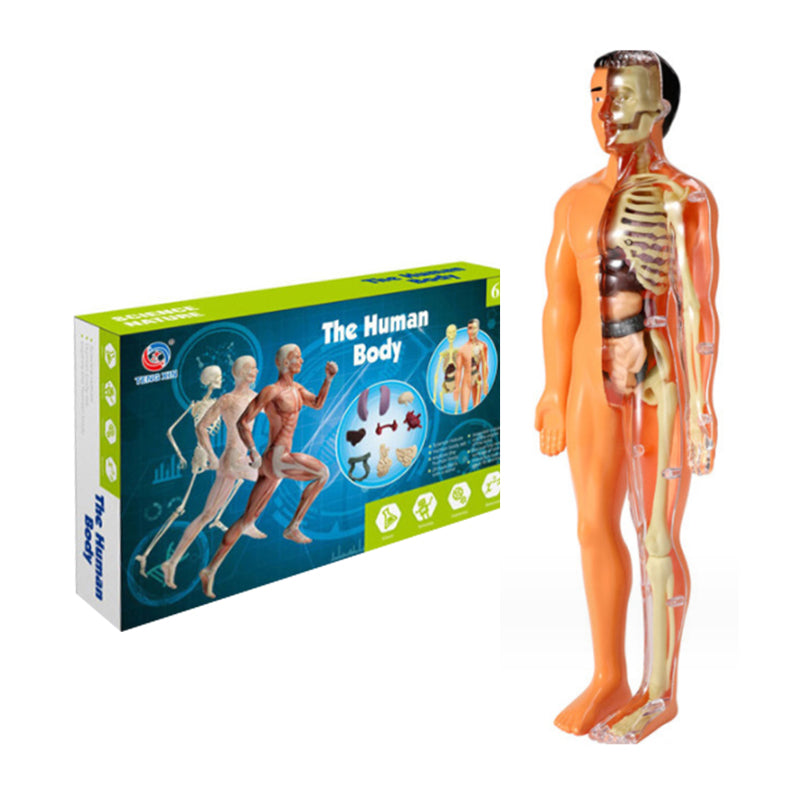 3D anatomisk skelett modell leksak