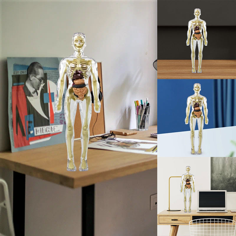 3D anatomisk skelett modell leksak