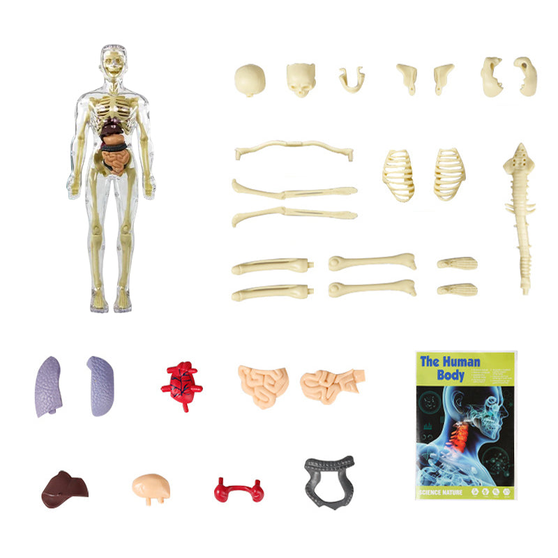 3D anatomisk skelett modell leksak